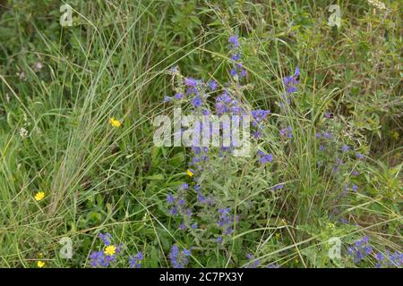 Floraison estivale fleur Bugloss de Viper (Echium vulgare) en croissance dans les dunes de sable de Braunnton Burrows sur la côte nord du Devon, Angleterre, Royaume-Uni Banque D'Images