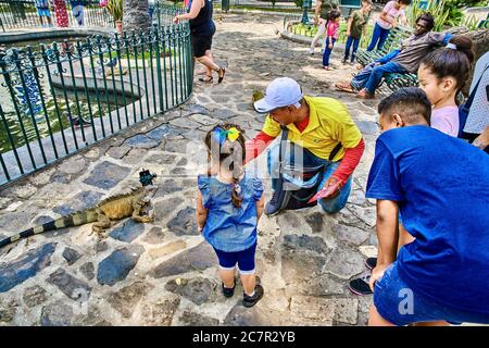 Guayaquil , Equateur- 7 mars 2020 : les enfants de personnes dans le parc Seminario jouant avec les iguanes Banque D'Images