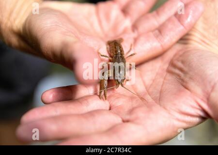 Petit crabe de rivière, écrevisse sur les mains Banque D'Images