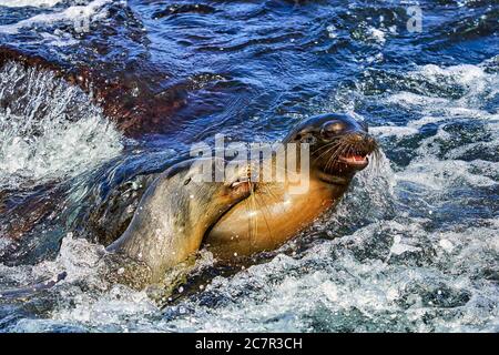 Le lion de mer des îles Galapagos de l'Équateur en Amérique du Sud Banque D'Images