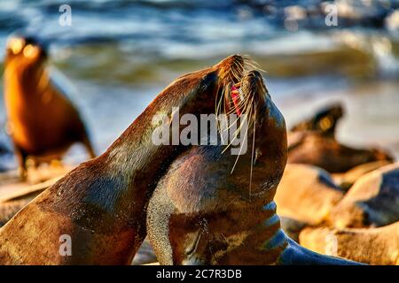 Défilé d'amour de lion de mer sur la plage de san cristobal îles Galapagos de l'Equateur en Amérique du Sud Banque D'Images