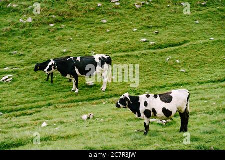 Un troupeau de vaches se hante sur des prairies verdoyantes dans les montagnes du Monténégro. Parc national de Durmitor, Zabljak. Les vaches grignotent l'herbe. Banque D'Images