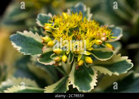 Sedum takesimense Atlantis Banque D'Images