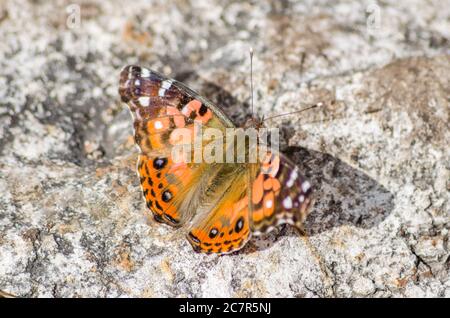 Photo grand angle d'un papillon orange et marron une pierre Banque D'Images