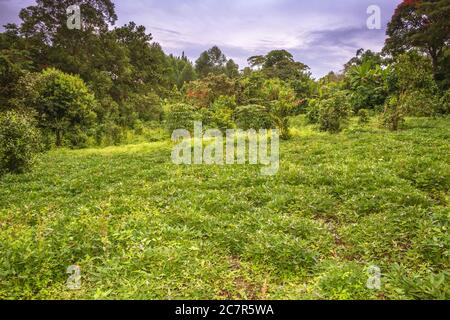 Vue des travailleurs récoltant dans une plantation de thé (Camellia sinensis), Rweteera, fort Portal, Ouganda, Afrique Banque D'Images