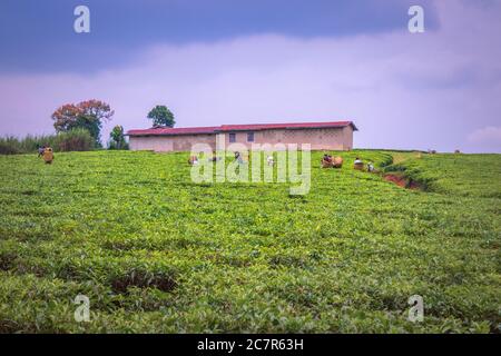 Vue des travailleurs récoltant dans une plantation de thé (Camellia sinensis), Rweteera, fort Portal, Ouganda, Afrique Banque D'Images