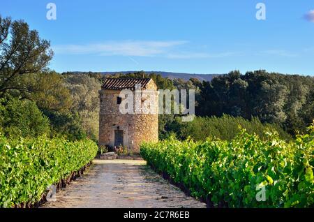 Ferme médiévale et vignobles dans le Vaucluse au coucher du soleil, Provence, France. Banque D'Images