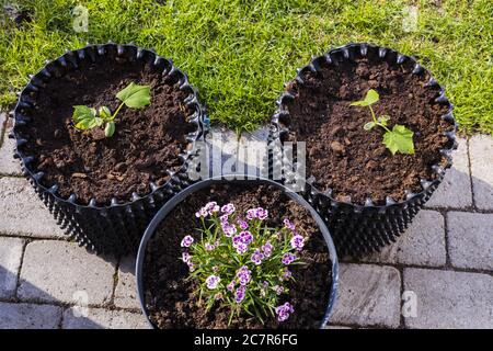 Vue sur les plantes dans les pots d'air près de pelouse. Le concept de jardinage. Banque D'Images