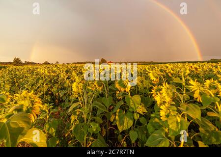 Magnifique paysage agricole avec champ de tournesols et magnifique arc-en-ciel dans le ciel, vue naturelle sur les terres agricoles Banque D'Images