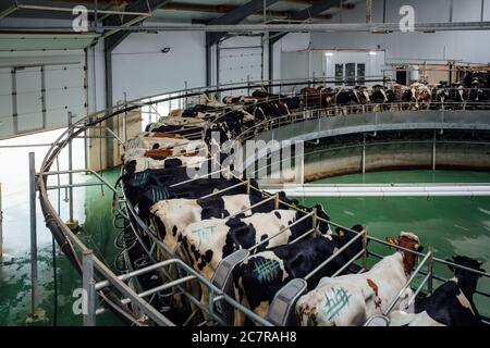 Traite les vaches par système rotatif automatique de traite industriel dans moderne ferme de journaux Banque D'Images