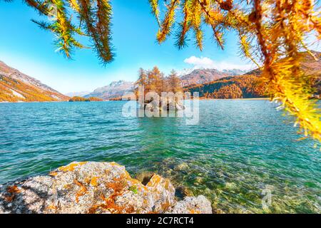 Vues pittoresques sur le lac de Sils (Silsersee) avec de petites îles. Scène automnale colorée des Alpes suisses. Lieu: Maloya, région de l'Engadine, Grisons Banque D'Images