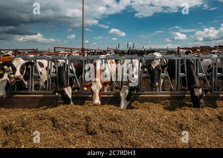 Holstein vaches agenda frisonnes dans la stalle libre ouverte Banque D'Images