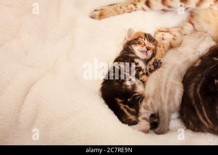 Un petit chaton bengale tigre repose sur un fond beige, dort doucement, repose sur son dos avec ses yeux fermés, un chaton brun, un endroit vide pour le texte Banque D'Images