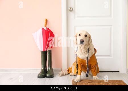 Chien drôle portant un imperméable dans le hall Banque D'Images