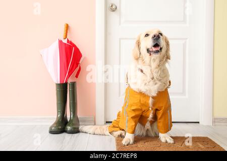 Chien drôle portant un imperméable dans le hall Banque D'Images