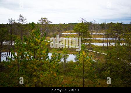 Promenade en bois à travers la forêt et le marais d'automne - Viru raba dans le parc Lahemaa, Estonie Banque D'Images