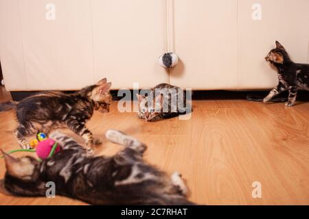 Marron petits chatons de tigre de léopard bengali jouer dans l'appartement sur le fond d'un canapé en cuir beige, un lieu vide pour le texte. Nouveau-né deux- Banque D'Images