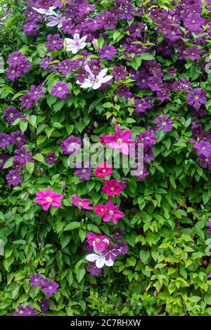 Clématis roses et violettes dont clématis etoile violette dans le jardin britannique Banque D'Images