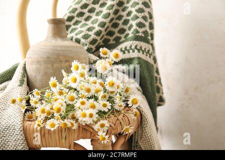 Vase avec de belles chamomiles et un tissu écossais sur la chaise contre fond clair Banque D'Images