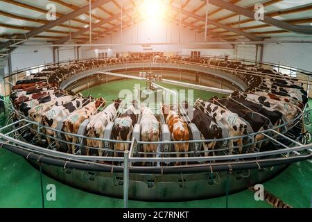 Traite les vaches par système rotatif automatique de traite industriel dans moderne ferme de journaux Banque D'Images