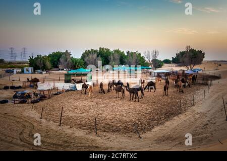 Magnifique vue sur le désert en Arabie Saoudite à Al Hofuf. Banque D'Images