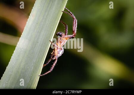 Une araignée de jardin mâle (Araneus diadematus) assise sur une feuille dans le Suffolk en attendant que la proie passe Banque D'Images