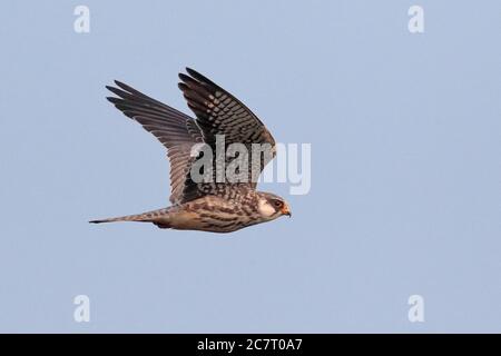 Amur Falcon (Falco amurensis), femelle en vol, vue latérale, Hong Kong, Chine 21 octobre 2019 Banque D'Images