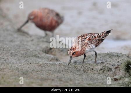 Silex à col rouge (Calidris ruficollis) - vue de face du plumage nicheuse sur le terrain maillé, Mai po, Hong Kong 15 avril 2019 Banque D'Images