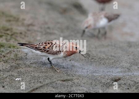 Silex à col rouge (Calidris ruficollis) - vue latérale du plumage nicheuse sur le terrain maillé, Mai po, Hong Kong 15 avril 2019 Banque D'Images