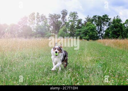 Magnifique jeune chien de berger australien Blue Merle, qui traverse un terrain d'été avec une balle de tennis dans la bouche. Mise au point sélective. Banque D'Images