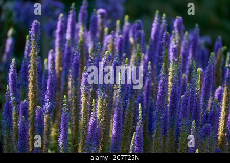 Veronica spicata Spiked speedwell Pseudolysimacion spicatum Banque D'Images