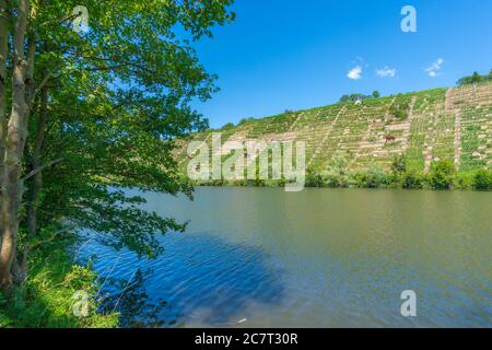 Vignobles de Stuttgart-Mühlhausen sur le Neckar, ville de Stuttgart, Bade-Wurtemberg, Allemagne du Sud, Europe centrale Banque D'Images