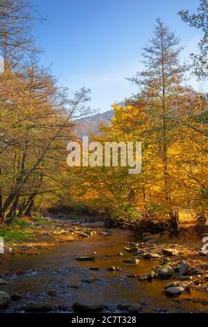 rivière dans la forêt. cours d'eau parmi les pierres. feuillage jaune dans la lumière du matin. paysage magnifique dans le paysage montagneux Banque D'Images