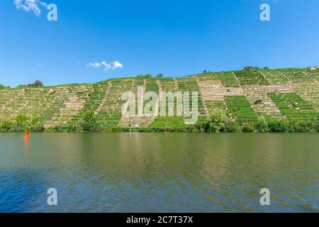 Vignobles de Stuttgart-Mühlhausen sur le Neckar, ville de Stuttgart, Bade-Wurtemberg, Allemagne du Sud, Europe centrale Banque D'Images