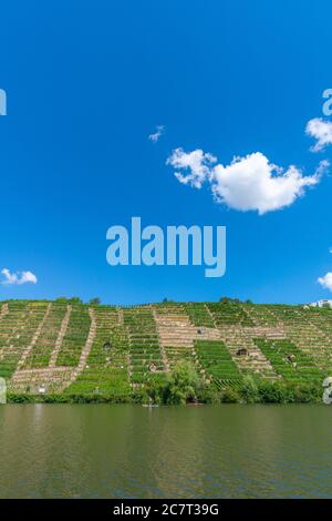 Vignobles de Stuttgart-Mühlhausen sur le Neckar, ville de Stuttgart, Bade-Wurtemberg, Allemagne du Sud, Europe centrale Banque D'Images