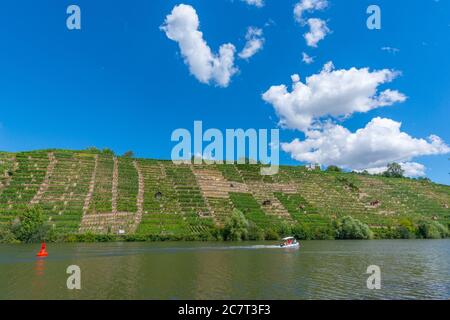 Vignobles de Stuttgart-Mühlhausen sur le Neckar, ville de Stuttgart, Bade-Wurtemberg, Allemagne du Sud, Europe centrale Banque D'Images