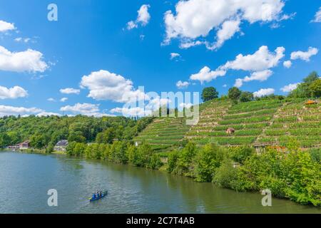 Vignobles de Stuttgart-Mühlhausen sur le Neckar, ville de Stuttgart, Bade-Wurtemberg, Allemagne du Sud, Europe centrale Banque D'Images