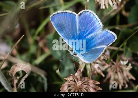 Un papillon bleu commun de couleur vive (Polyommatus icarus) se nourrit de la dernière des vieilles fleurs de trèfle Banque D'Images