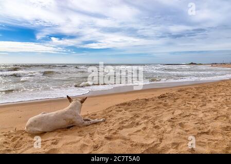 Chien de repos à la plage de Negombo, Sri Lanka. Negombo est une ville importante du Sri Lanka, située sur la côte ouest et connue pour ses longues plages de sable Banque D'Images