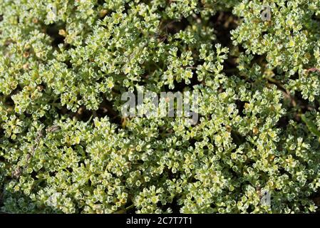 Scleranthus perennis, vivace chevalier sur le soleil jour macro sélectif foyer Banque D'Images