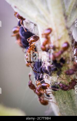 Les fourmis rouges (Myrmica ruginodis) gèrent leur ferme de pucerons sur la tige d'une plante qui pousse dans la réserve naturelle de Lakenheath Fen Banque D'Images
