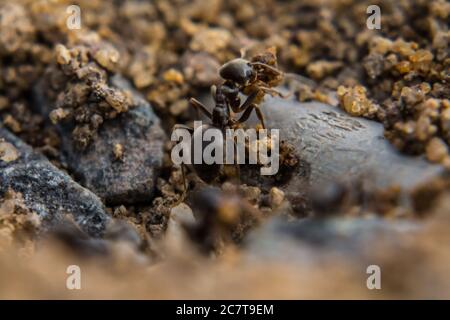 Le petit fourmi noir (Lasius niger) enlève les grains de sol des tunnels parmi les pierres dans un parc à carriculture à Welney dans Norfolk Banque D'Images