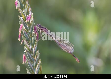 La mouche à queue bleue (Ischnula elegans) repose sur une tige de fleur dans la chaleur du jour dans un fénland Suffolk à Lakenheath Banque D'Images