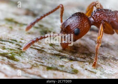 Macro tête d'un fourmi rouge (Myrmica sp) ayant une boisson d'eau sur un arbre tombé dans le bois Banque D'Images