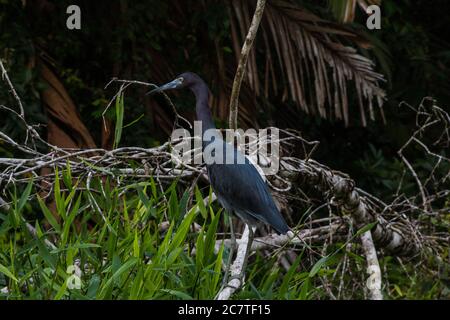 Un petit héron bleu dans le parc national de Tortuguero, Costa Rica Banque D'Images