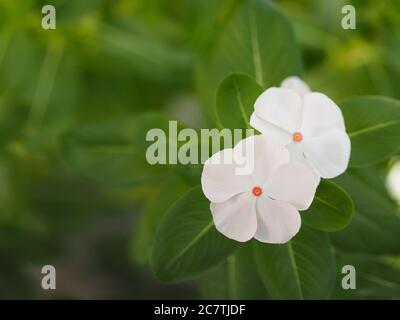 Cayenne Jasmine, Periwinkle, Catharanthus rosea, Madagascar Periwinkle, Vinca, Apocynacées nom fleur blanc couleur printemps dans le jardin sur flou de Banque D'Images