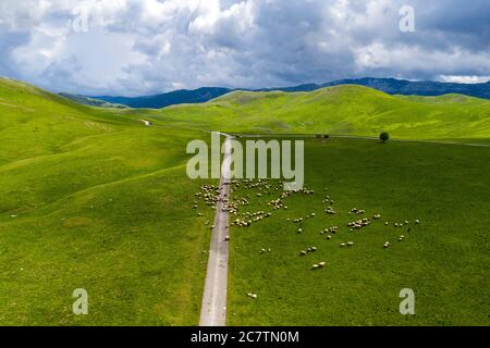 Vue aérienne du paysage autour du lac Vrazje, moutons sur la route, Durmitor, Monténégro, Europe Banque D'Images