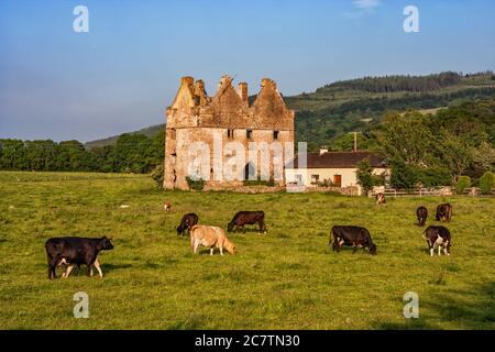 Ferme vaches sur pâturage, ruines d'un ancien manoir et maison, campagne du comté de Tipperary, Irlande Banque D'Images