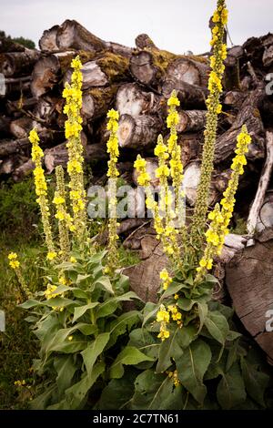 Mullein (Verbascum) dans la réserve naturelle de Bislicher Insel sur le Bas Rhin près de Xanten, Rhénanie-du-Nord-Westphalie, Allemagne. Koenigskerze (Verbascum) i Banque D'Images