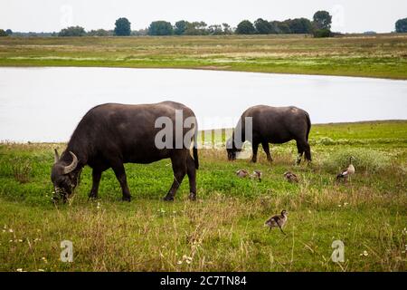 Buffles d'eau et oies égyptiennes dans la réserve naturelle de Bislicher Insel sur le Bas Rhin près de Xanten, paysage de plaine d'inondation, Rhénanie-du-Nord-Westphalie, Banque D'Images